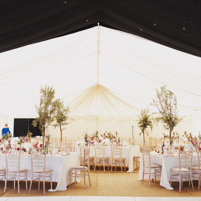 Wedding Hire- olive tree hire - The Norfolk Olive Tree Company