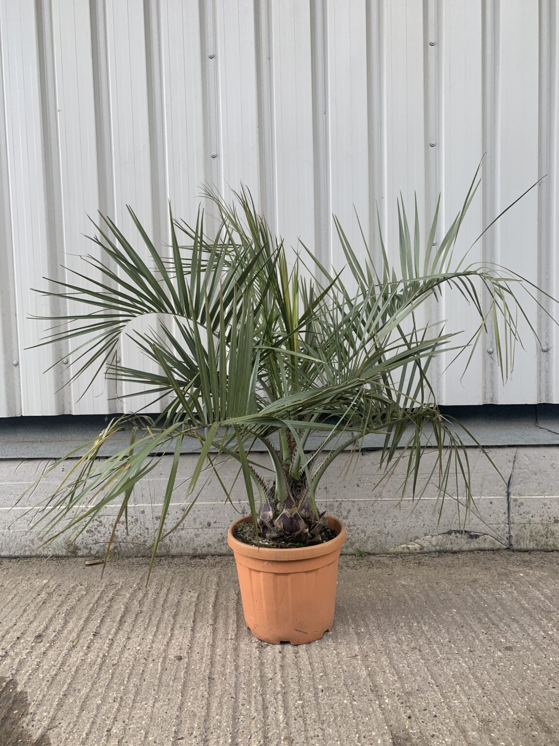 Butia Capitata for sale. - The Norfolk Olive Tree Company