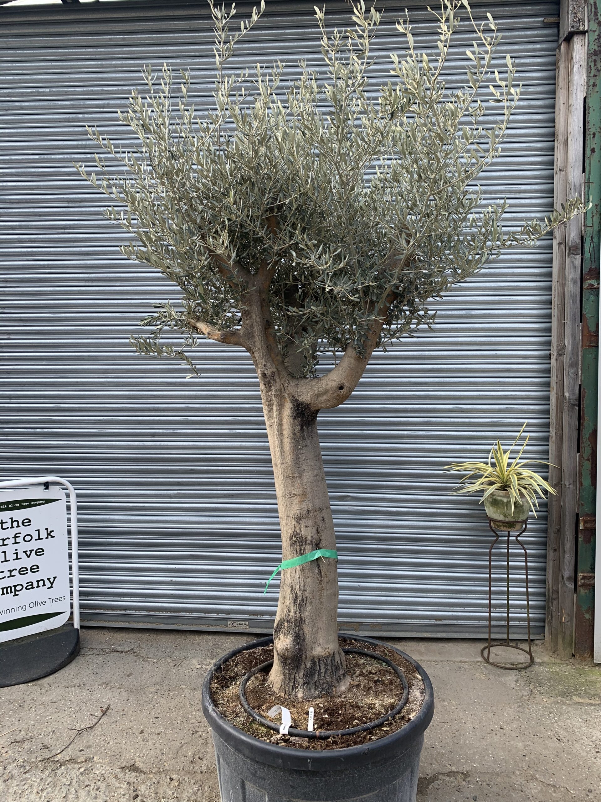 Mature Olive tree 1056 The Norfolk Olive Tree Company