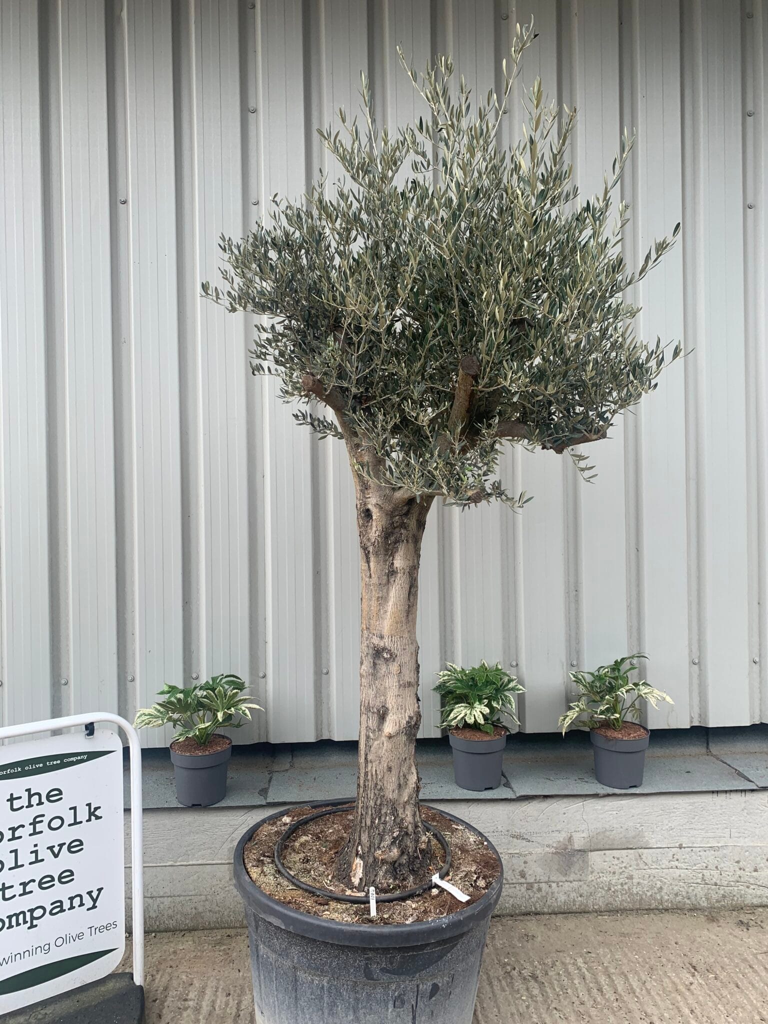 Tall mature Olive tree - 1064 - The Norfolk Olive Tree Company