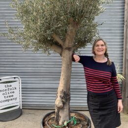 Smooth stem Olive tree