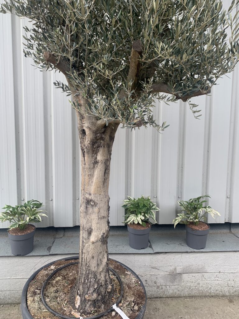 Tall mature Olive tree - 1064 - The Norfolk Olive Tree Company