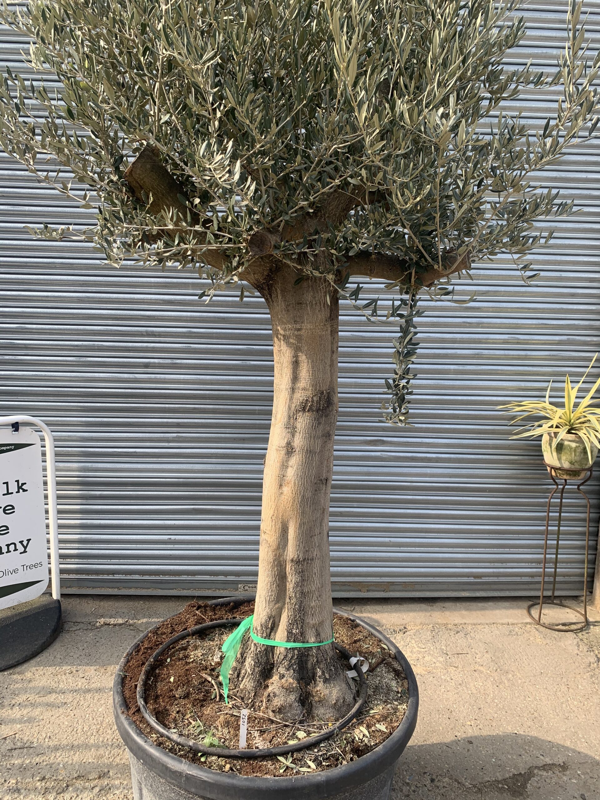 Smooth stem Olive tree 1052 - The Norfolk Olive Tree Company