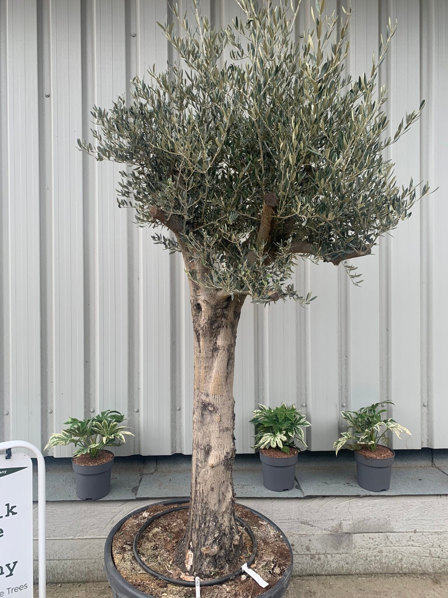 Tall mature Olive tree - 1064 - The Norfolk Olive Tree Company