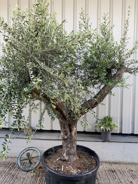 Tuscan pruned Olive Tree -1260 - The Norfolk Olive Tree Company