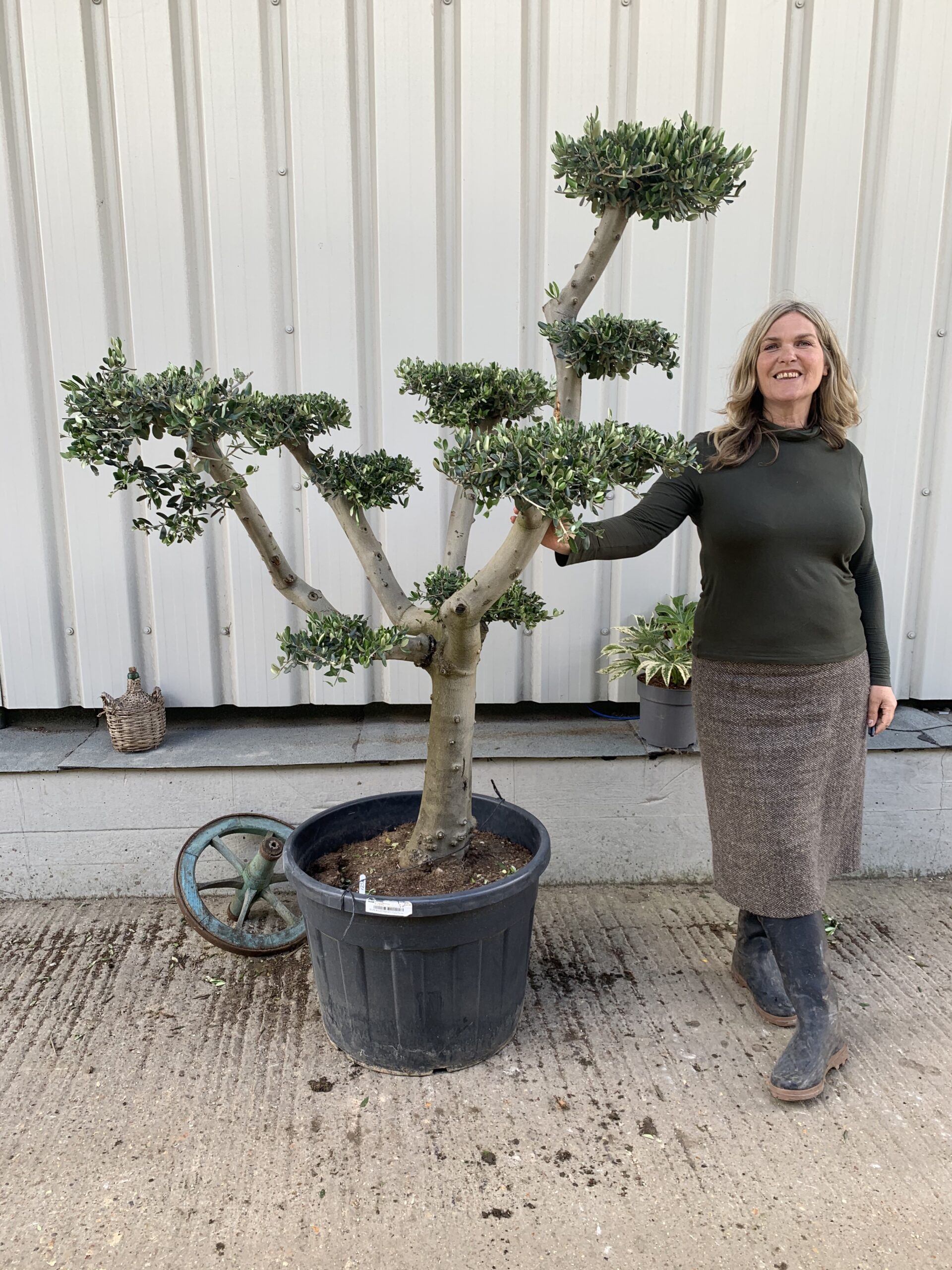 Patio cloud tree 1256 - The Norfolk Olive Tree Company