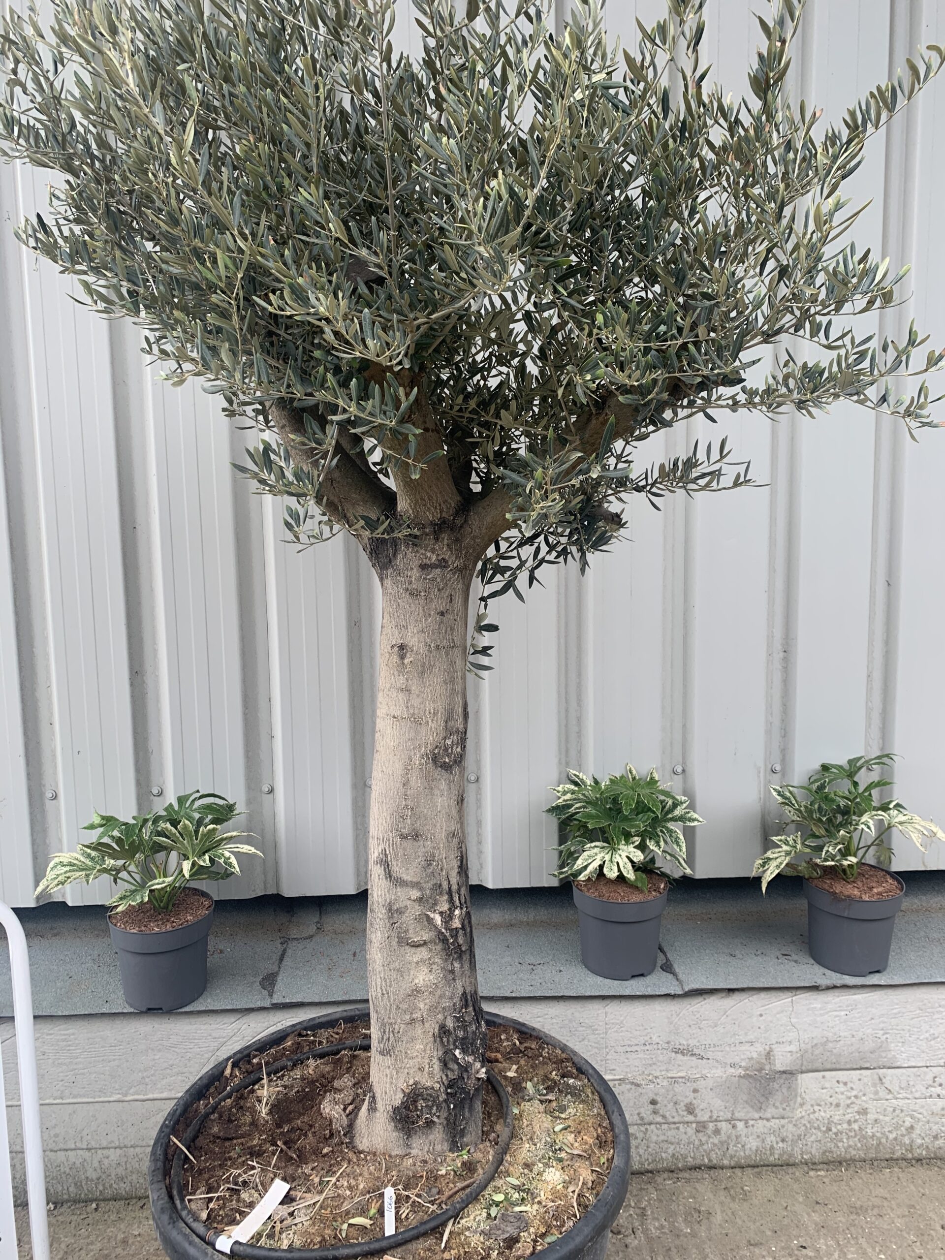 Tall mature Olive tree - 1066 - The Norfolk Olive Tree Company