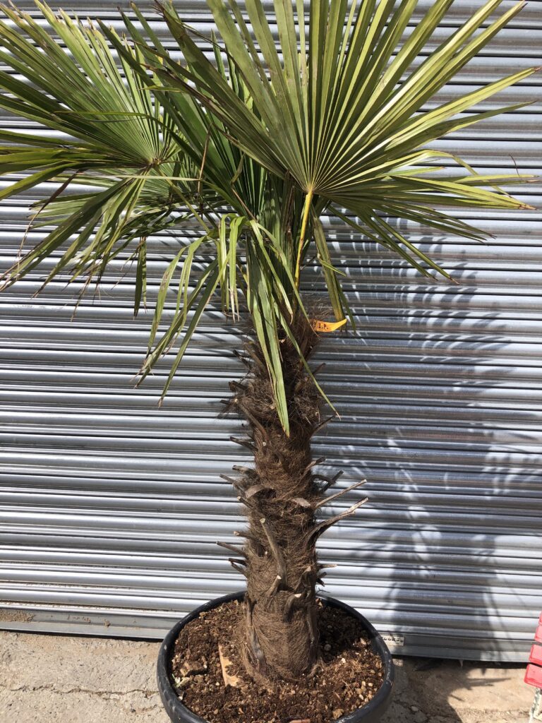 Trachycarpus Fortunei - The Norfolk Olive Tree Company