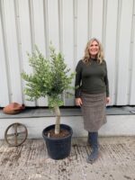 Small Olive tree in pot. 1234 - The Norfolk Olive Tree Company