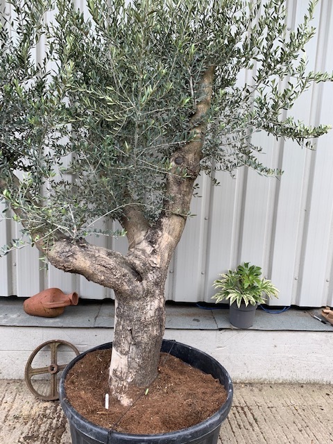 Gnarled olive tree with branches. - The Norfolk Olive Tree Company