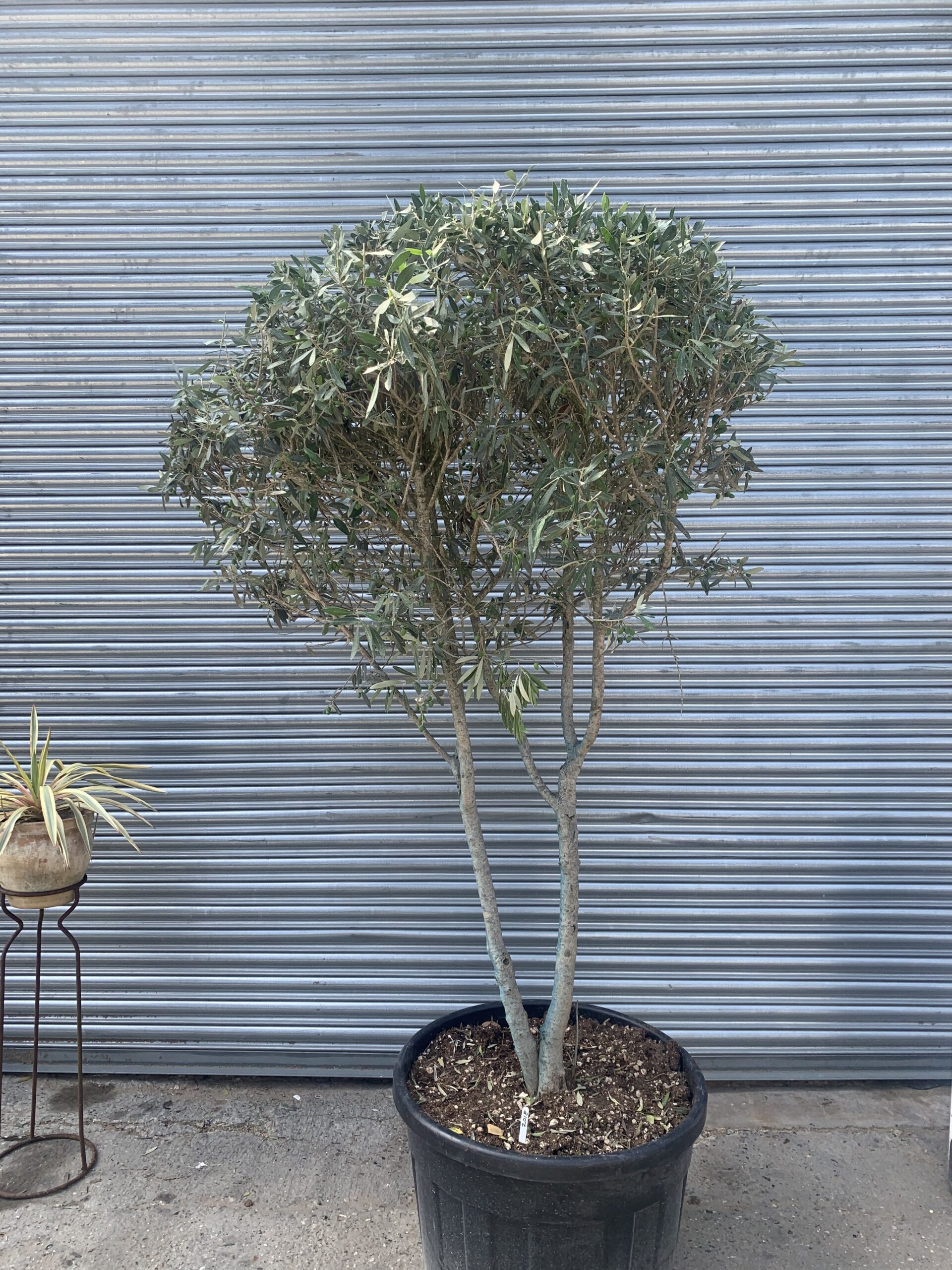 Italian Olive Tree for sale The Norfolk Olive Tree Company