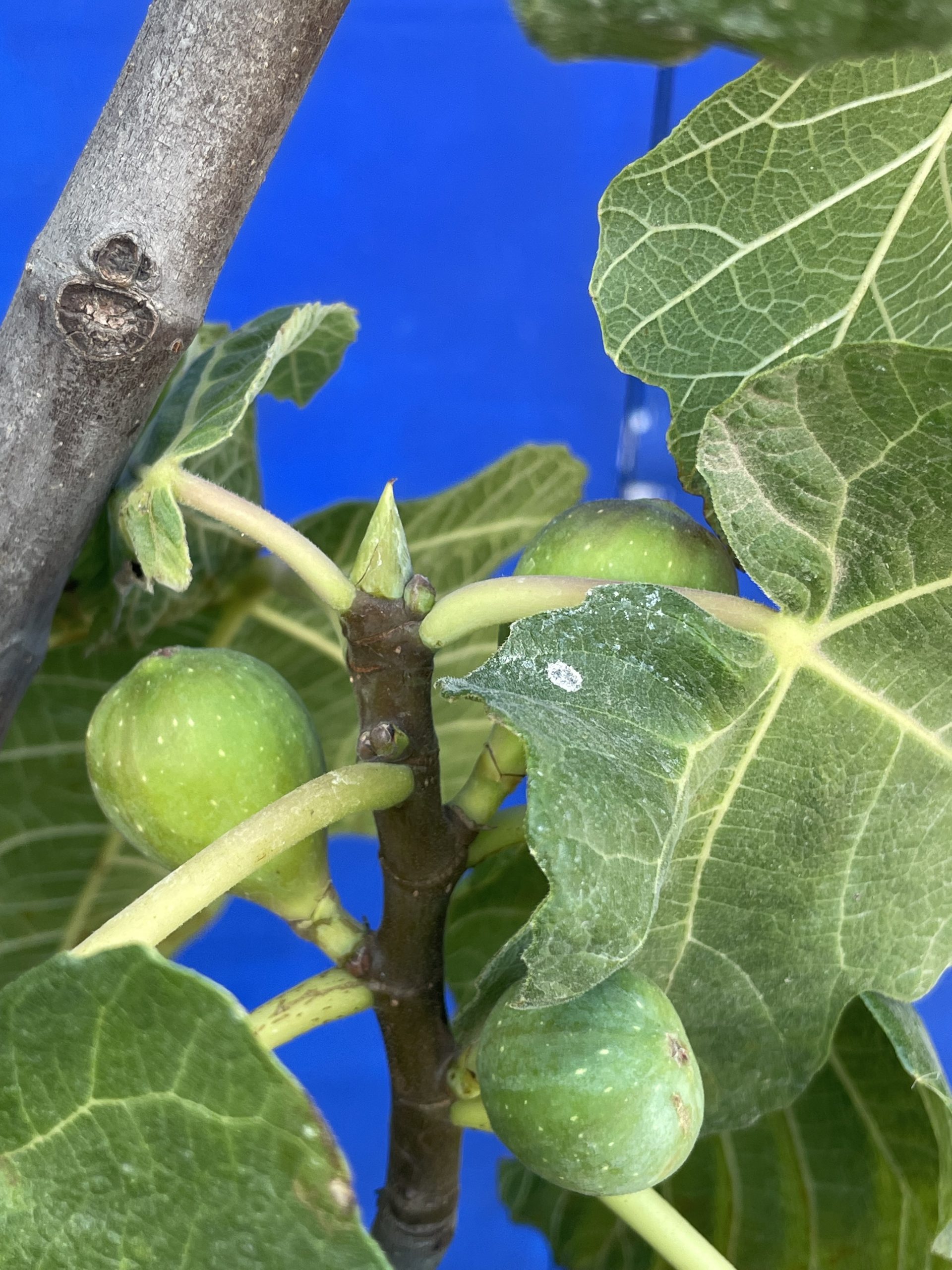 Fig tree for sale. Delivery included. The Norfolk Olive Tree Company