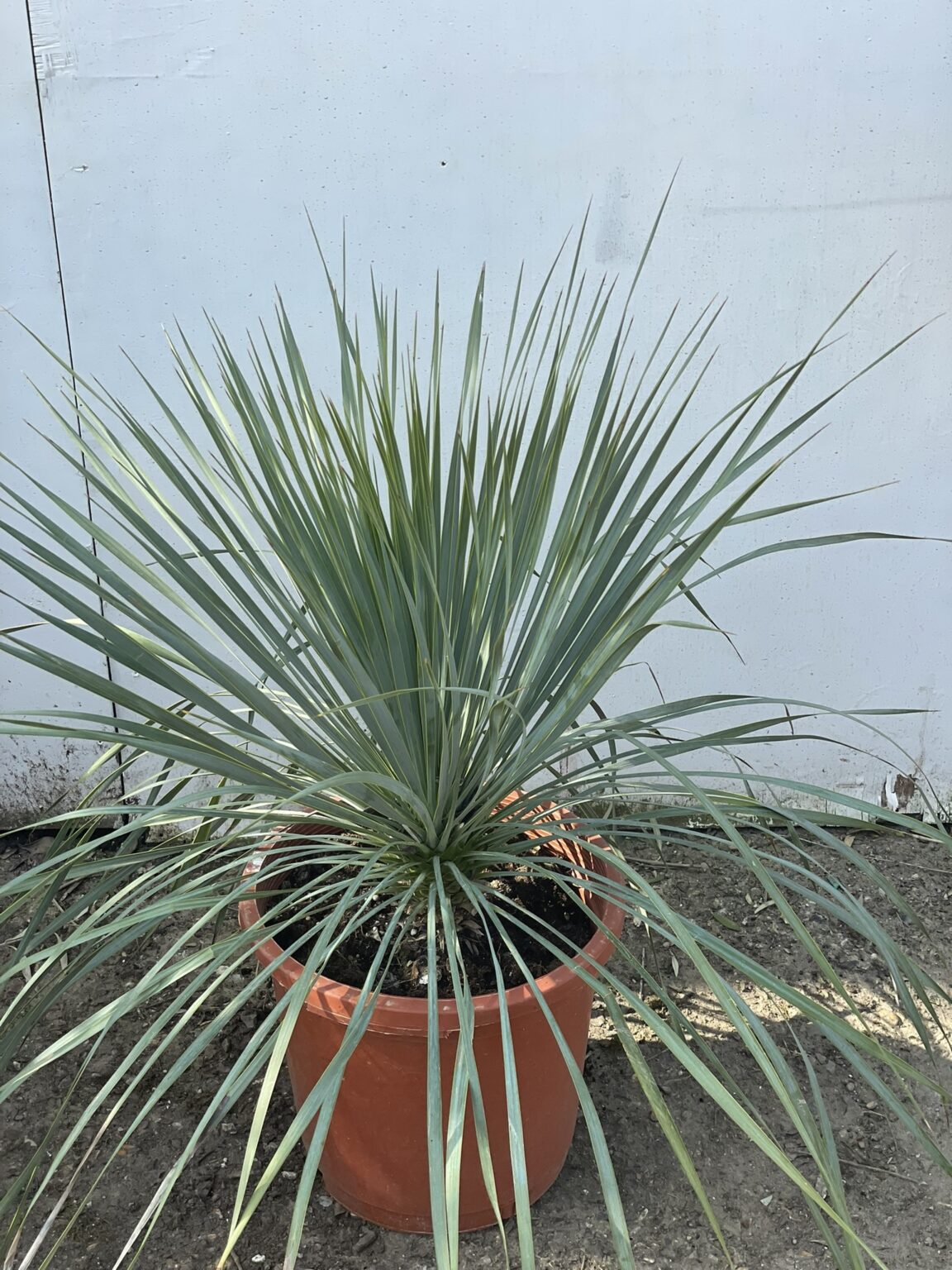 Yucca Rostrata For Sale