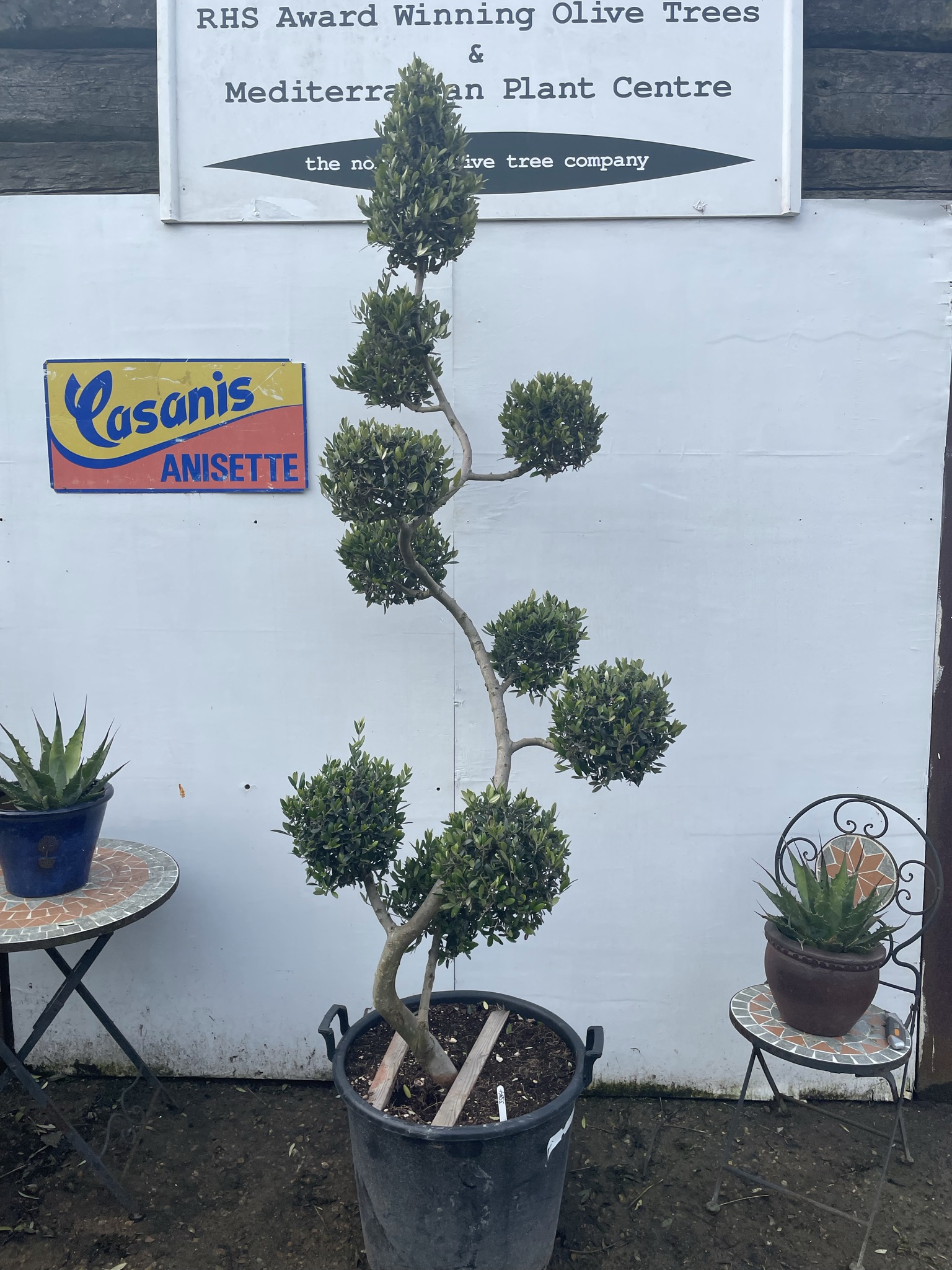 Mature Pom Pom Olive Tree For Sale