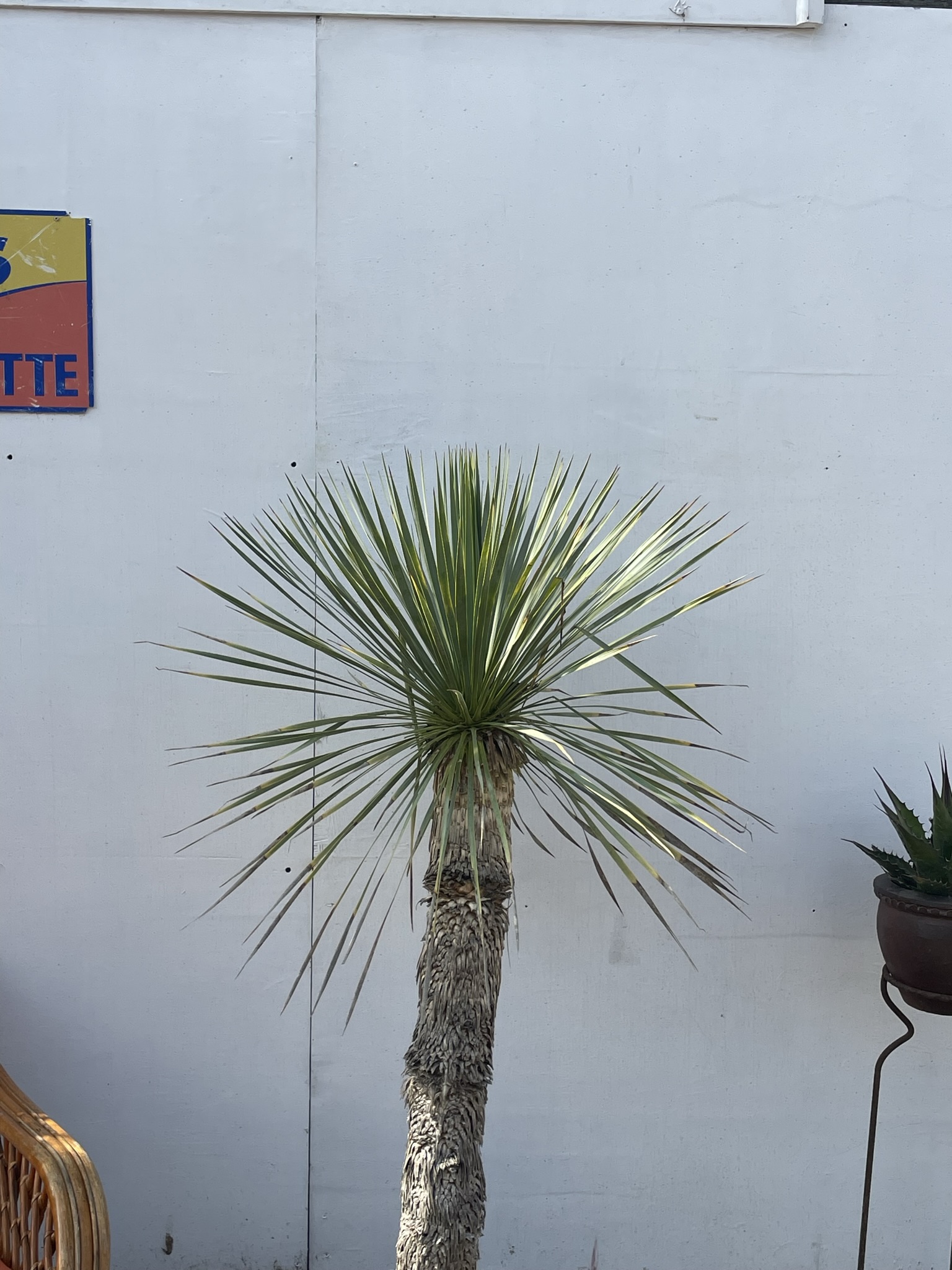 Tall Yucca Rostrata -free delivery. - The Norfolk Olive Tree Company