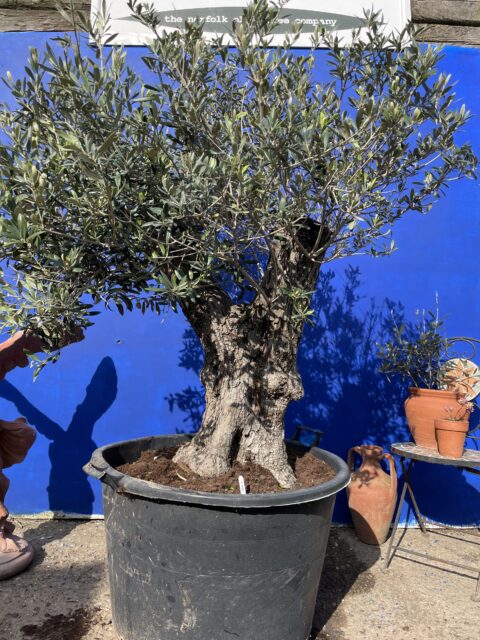 Dwarf Olive Tree