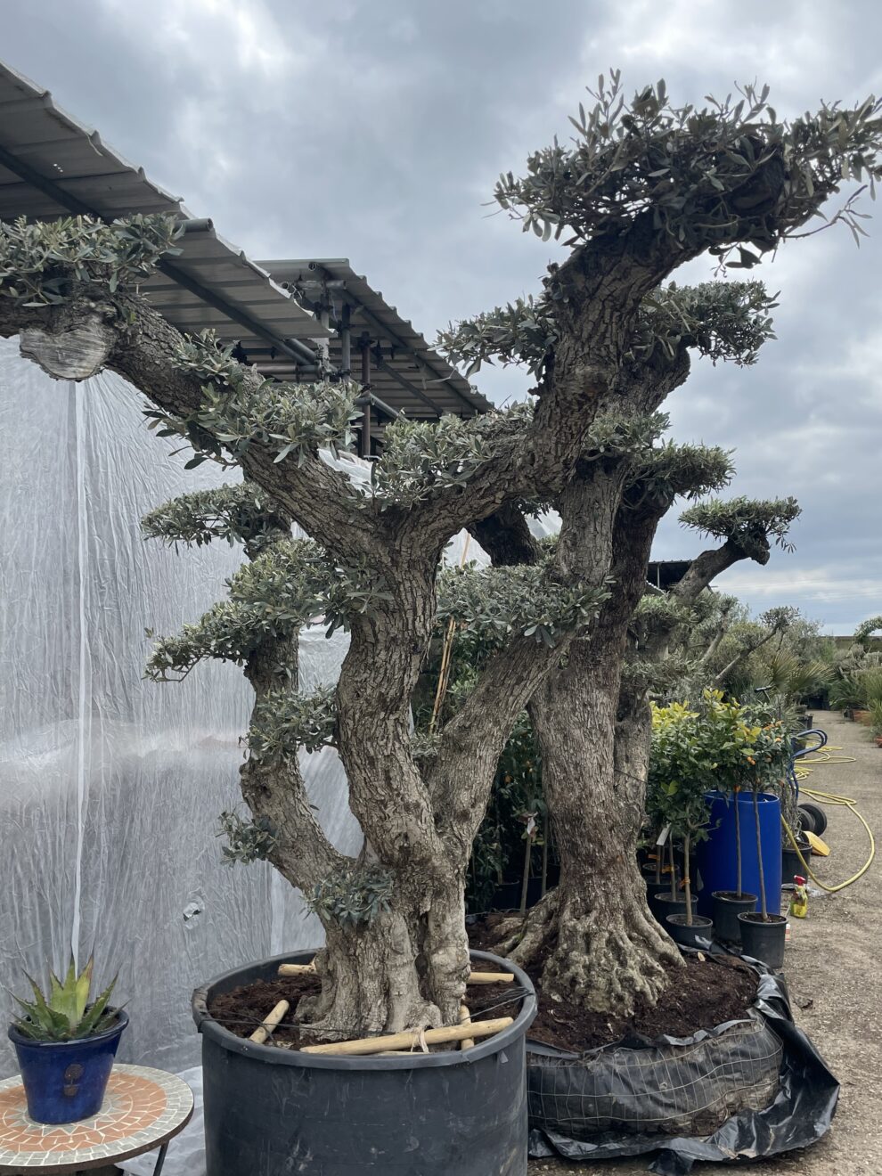 Ancient Cloud Pruned Olive Tree for sale. A fantastic specimen olive.