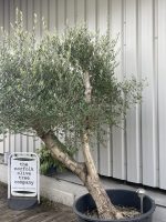 Romantic open crown olive tree