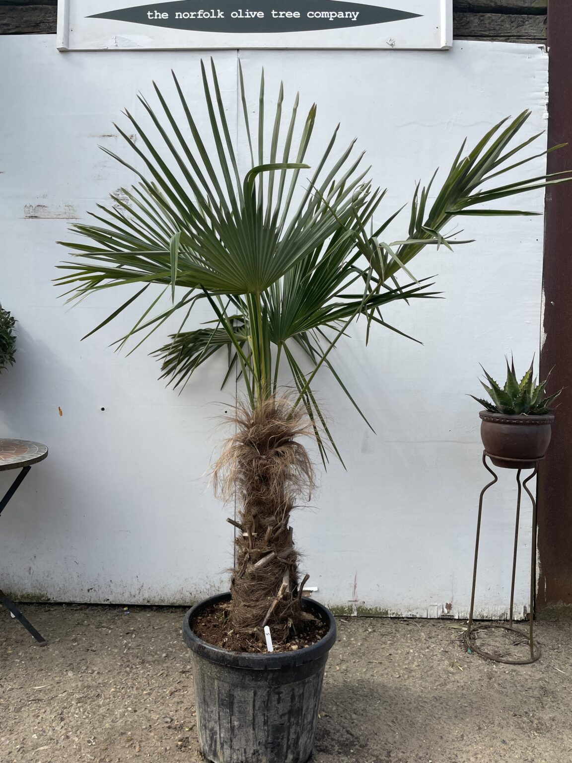 Trachycarpus Fortunei no 5 - The Norfolk Olive Tree Company