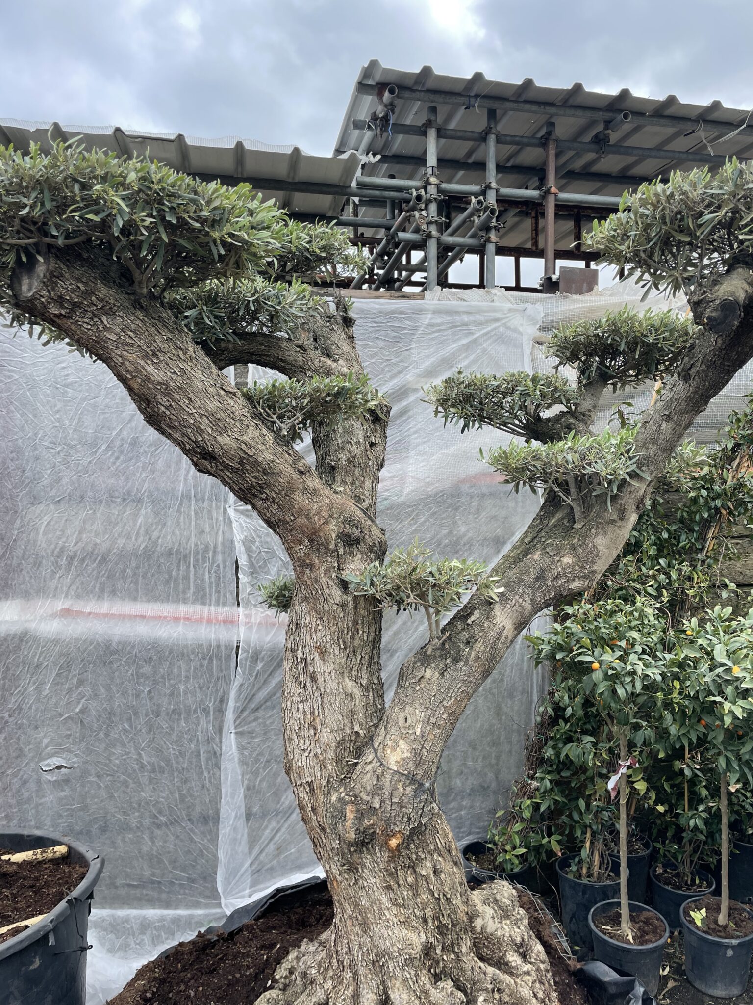 Ancient Cloud PrunEd Tree for sale. A fantastic specimen olive.