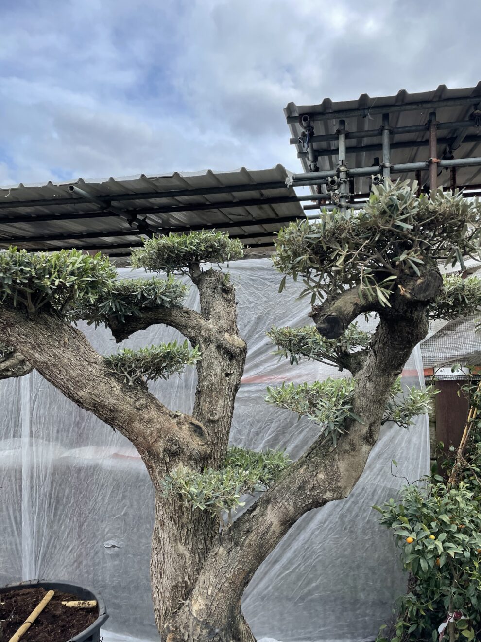 Ancient Cloud PrunEd Tree for sale. A fantastic specimen olive.