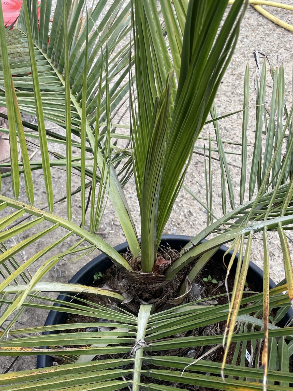 Jubaea Chilensis - The Norfolk Olive Tree Company