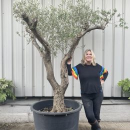 Branched Olive tree