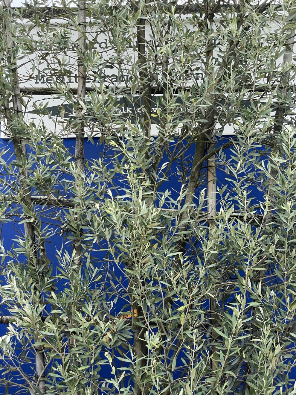 Espalier Olive tree-Extra tall - The Norfolk Olive Tree Company