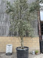Wild screening Olive tree