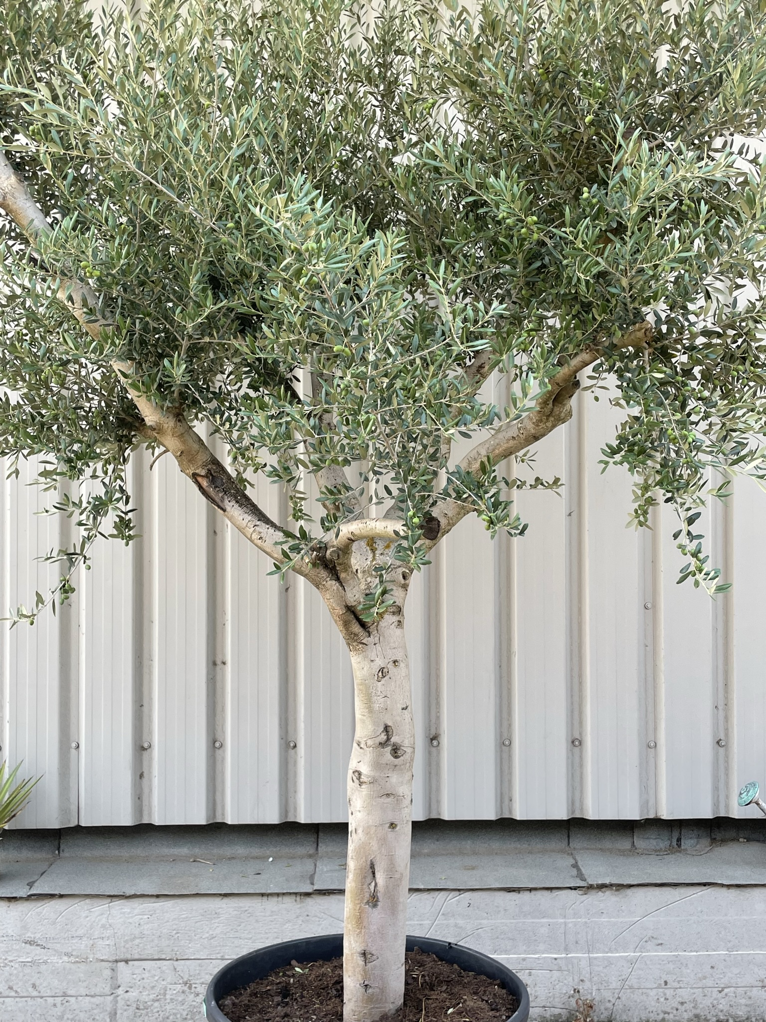 Mature Tuscan Olive tree - The Norfolk Olive Tree Company