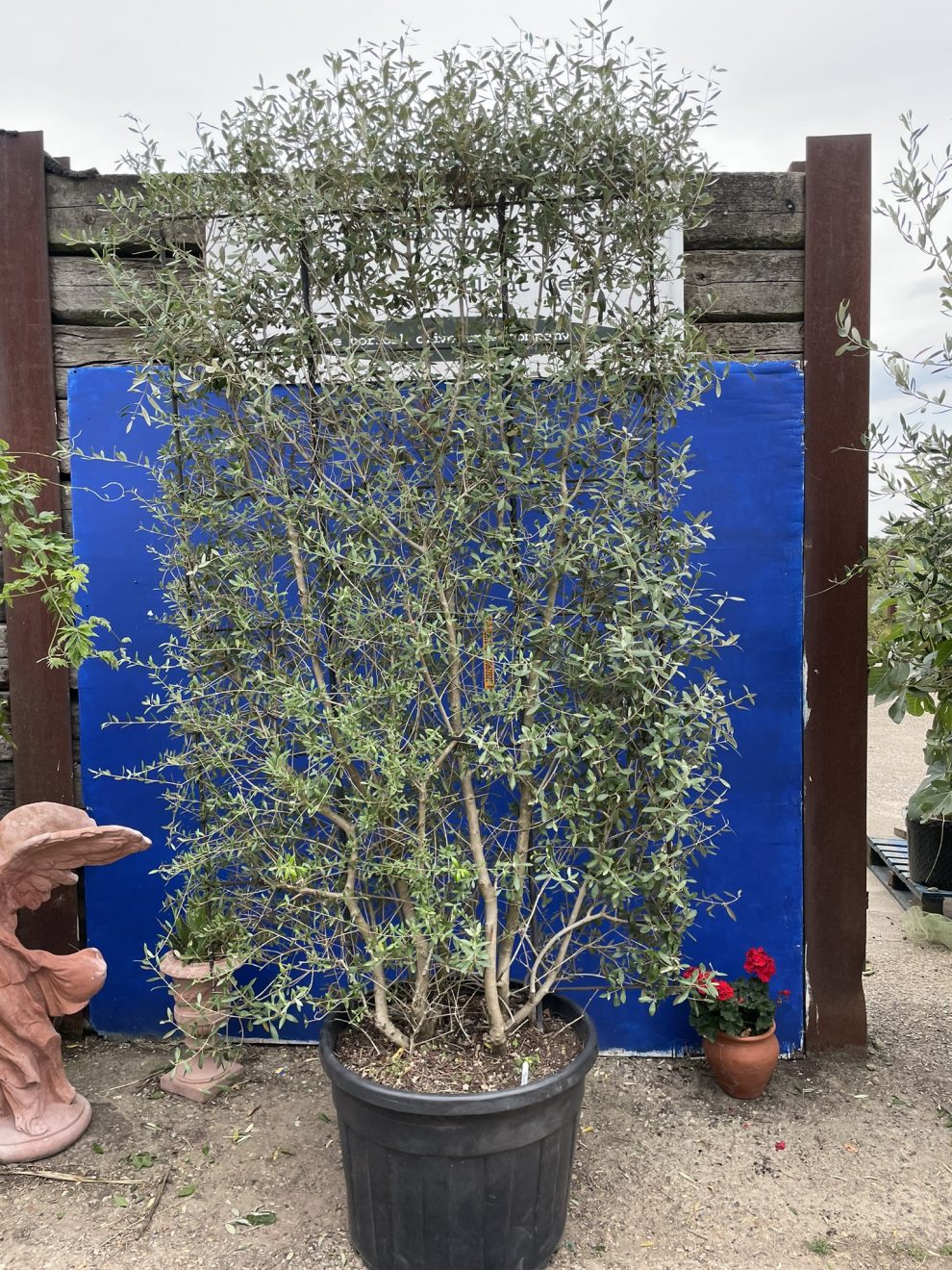 Espalier Olive tree-Tall specimen - The Norfolk Olive Tree Company