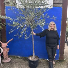 Tuscany Olive tree