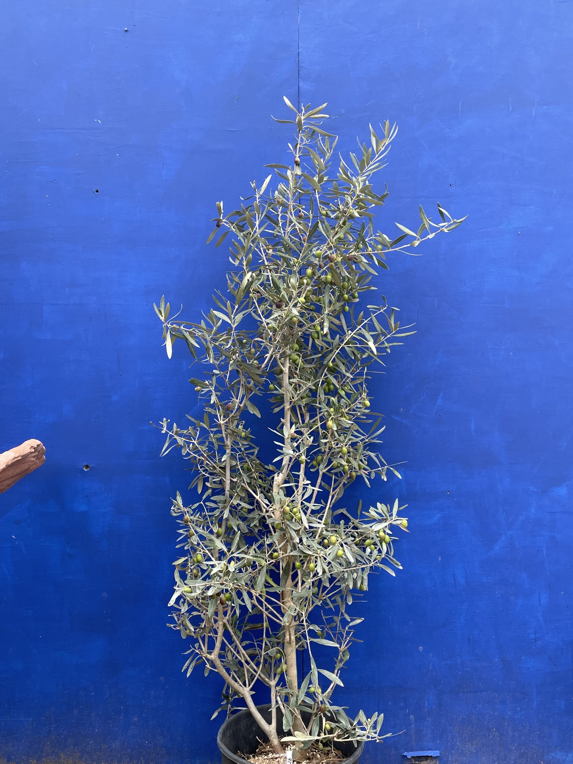 Bushy olive tree. Free delivery. - The Norfolk Olive Tree Company