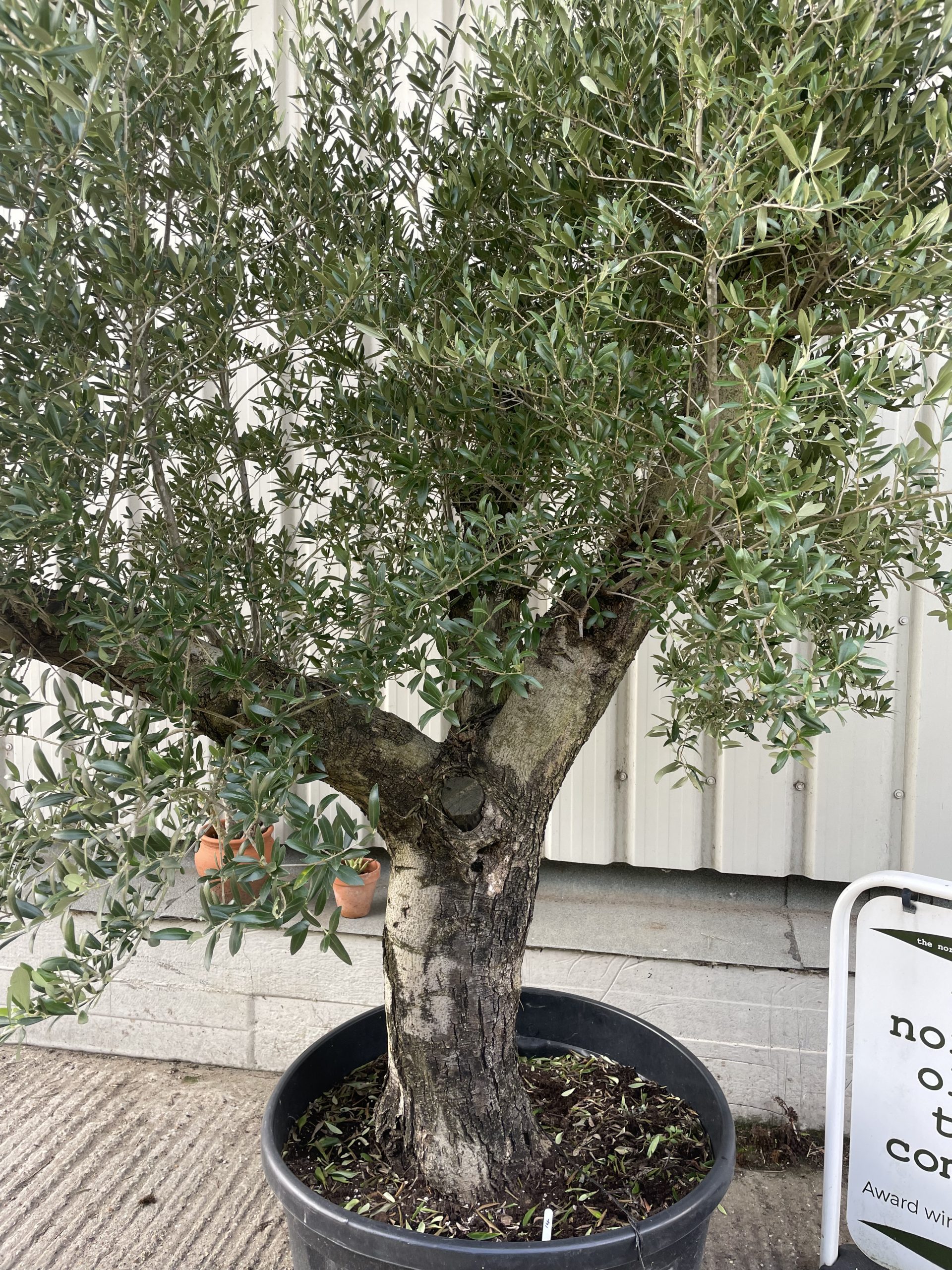 Mature branched Olive Tree - The Norfolk Olive Tree Company