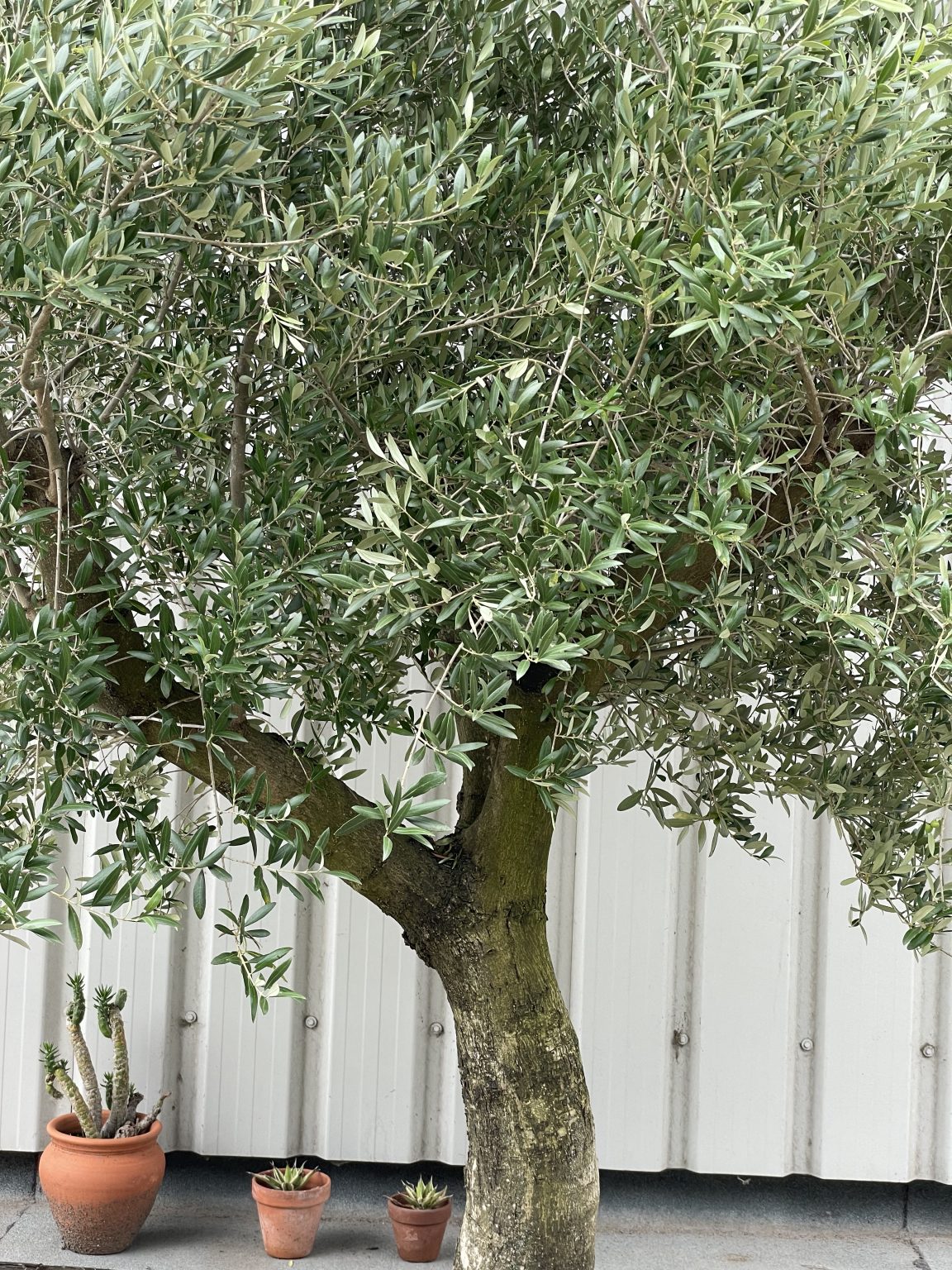 Tall Olive Tree With Branches The Norfolk Olive Tree Company