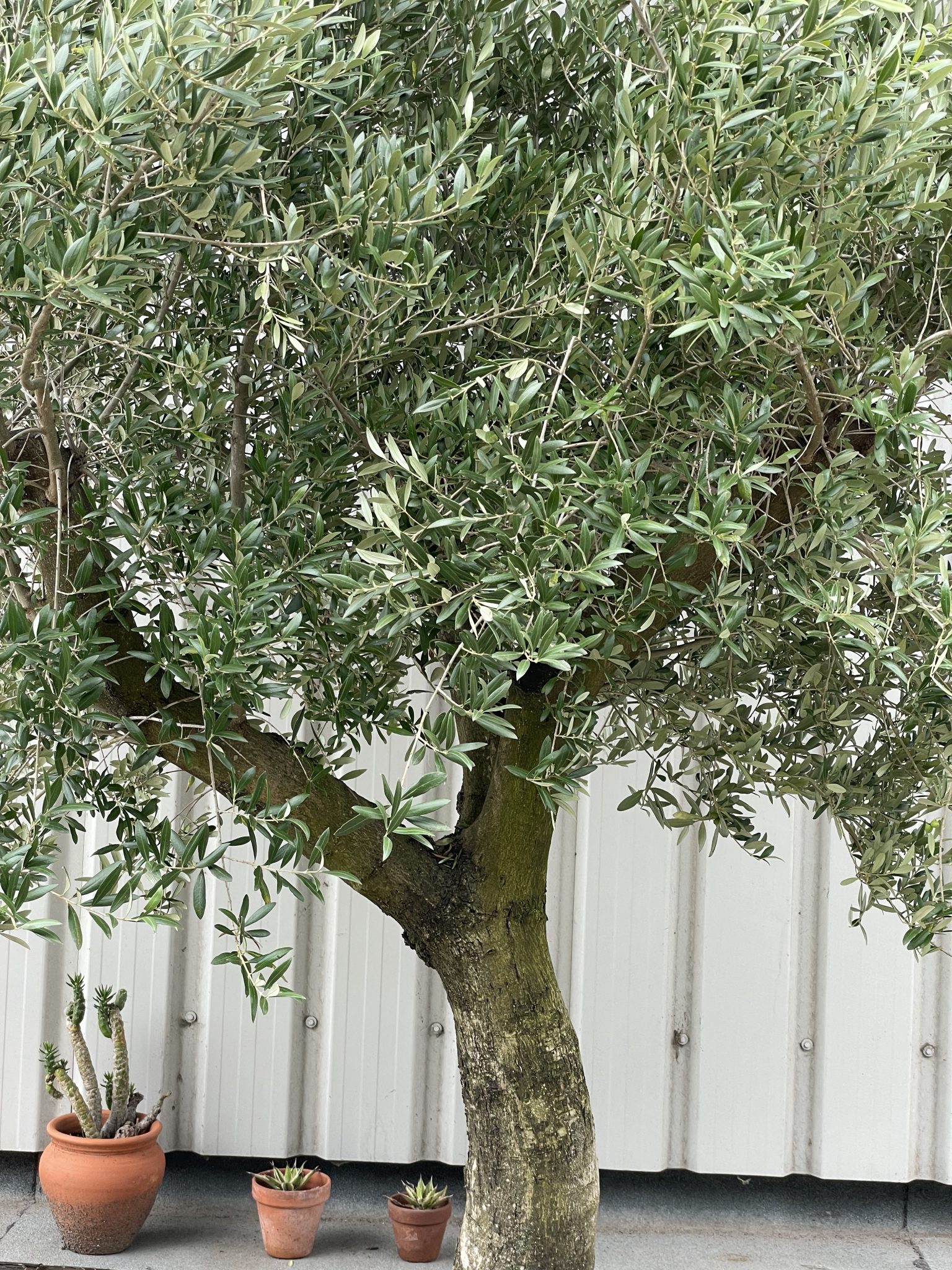 Tall Olive tree with branches The Norfolk Olive Tree Company