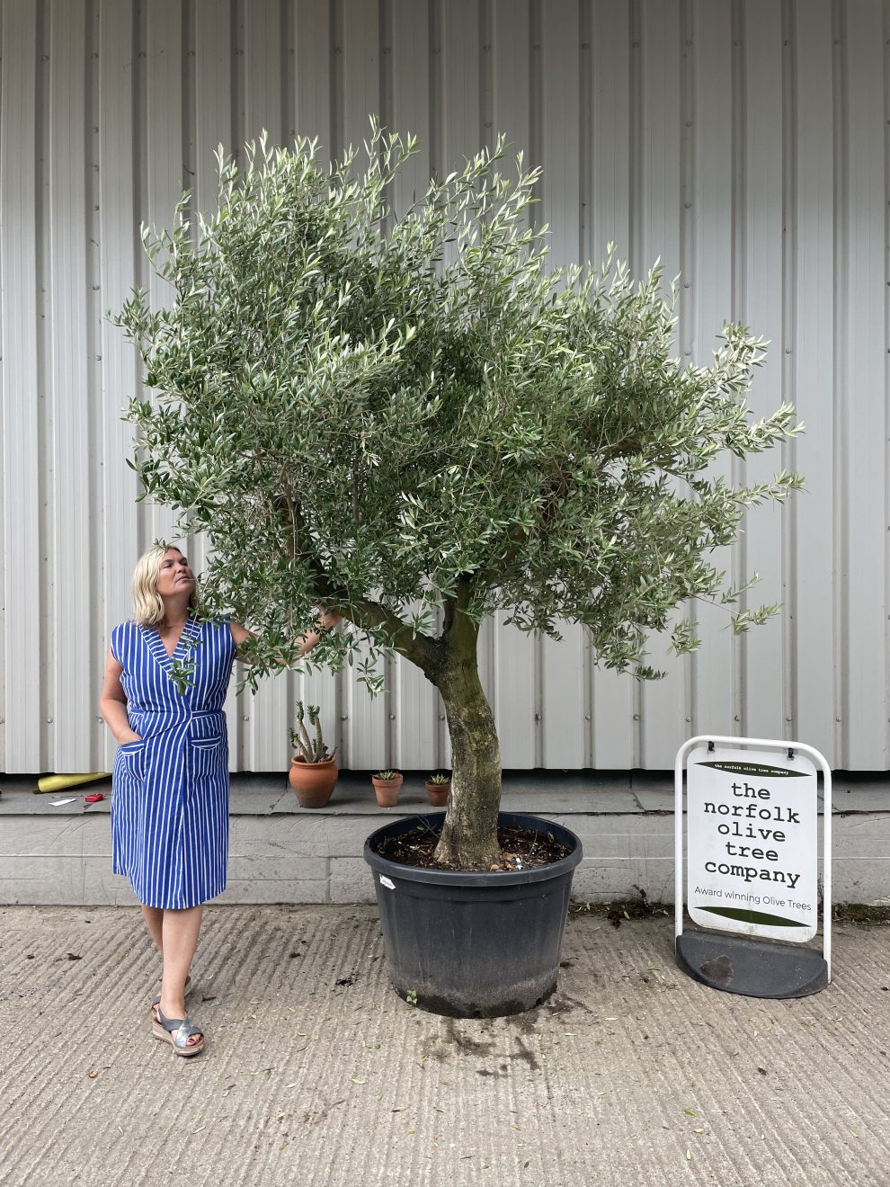 Tall Olive tree with branches - The Norfolk Olive Tree Company