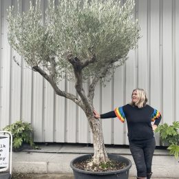 Tall Olive tree with branches