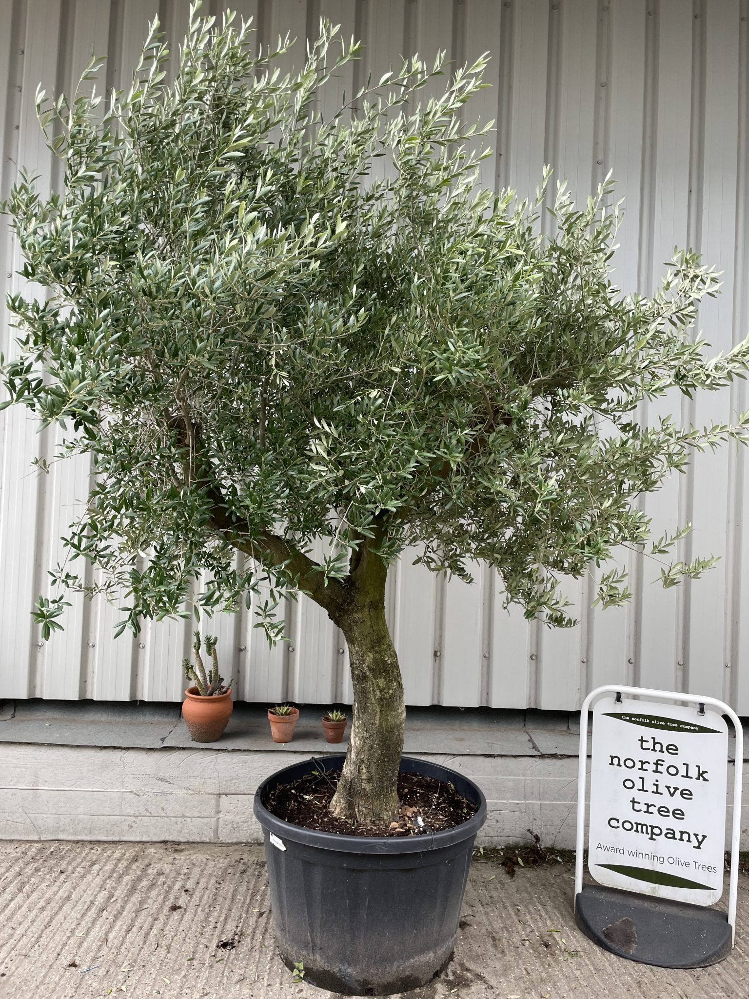 Tall Olive tree with branches - The Norfolk Olive Tree Company