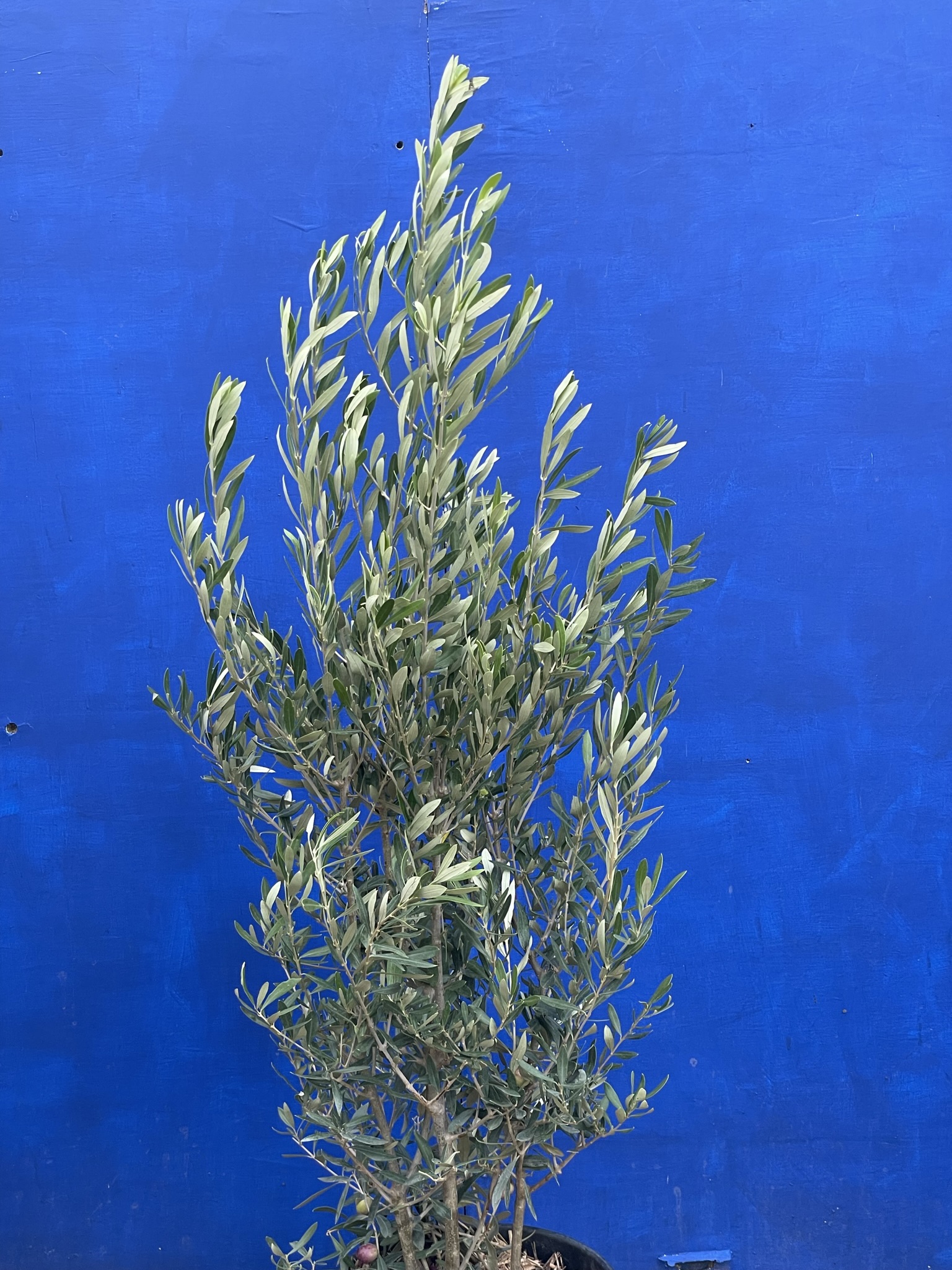 Olea europaea ‘Cipressino’ free delivery - The Norfolk Olive Tree Company