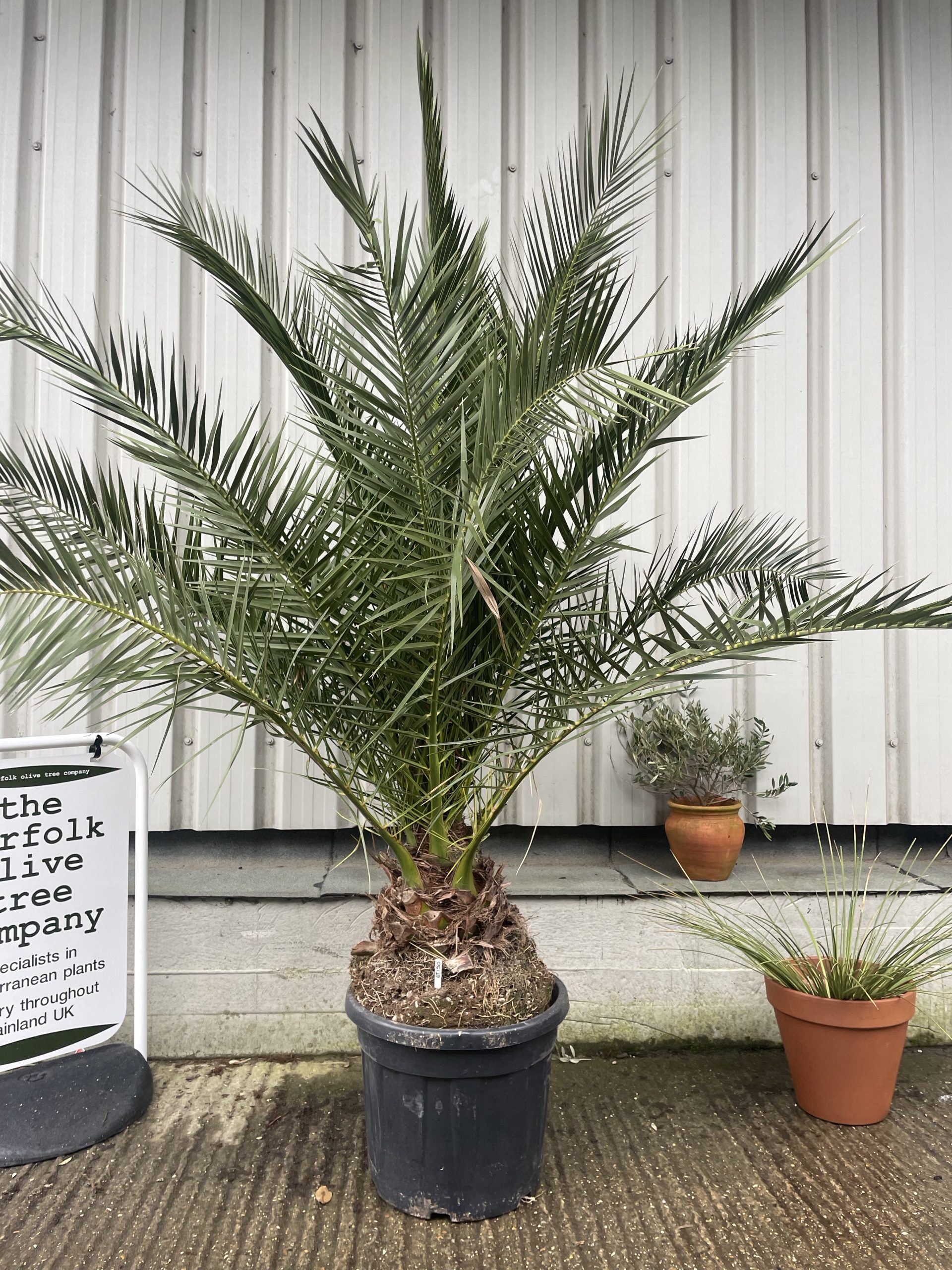 Phoenix Canareiensis - The Norfolk Olive Tree Company