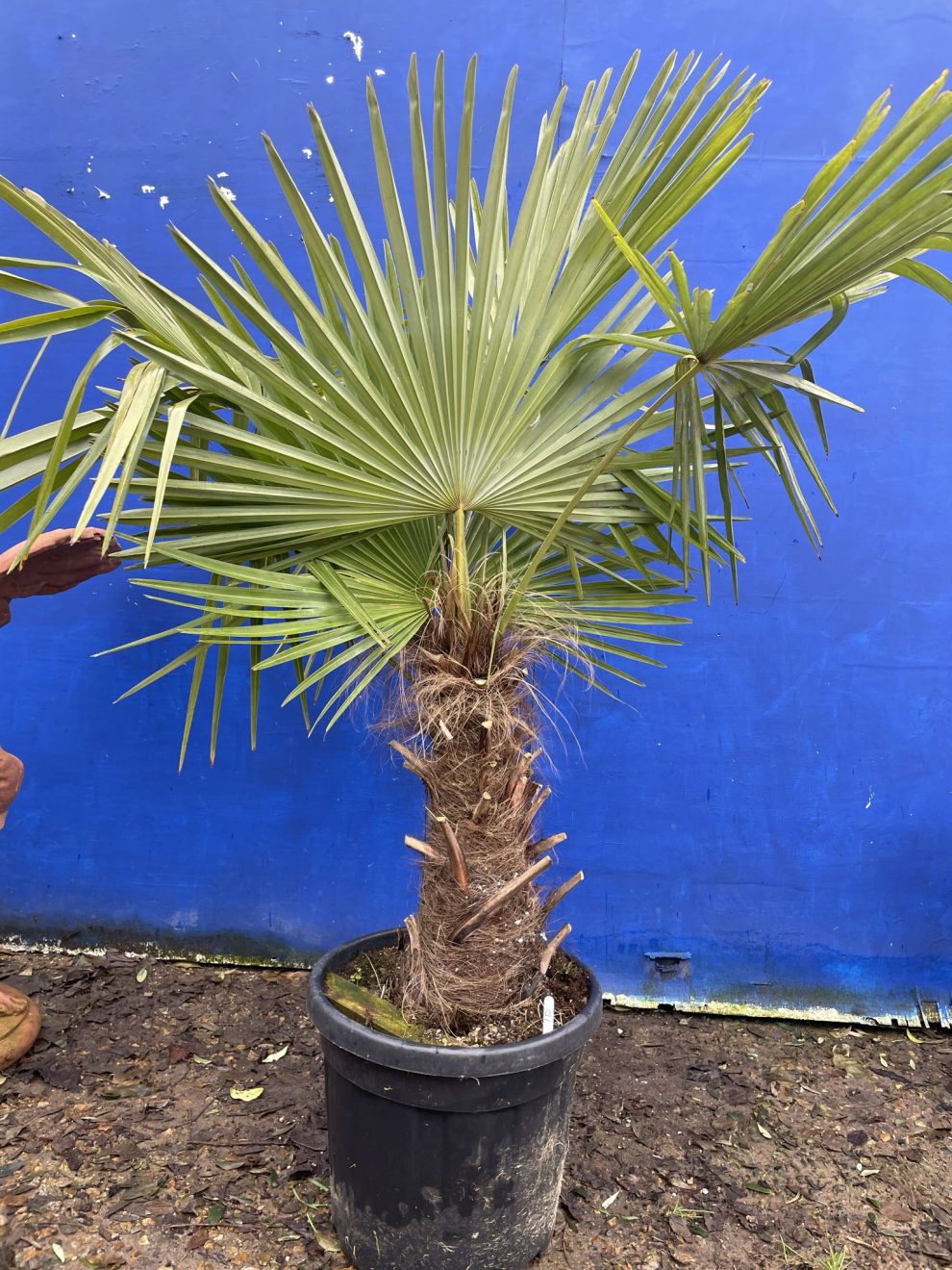 Trachycarpus fortunei palm tree - The Norfolk Olive Tree Company