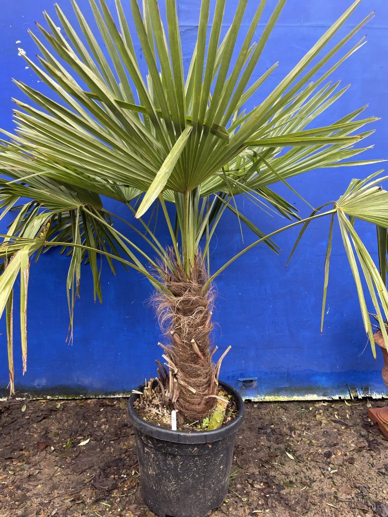 Trachycarpus fortunei palm tree - The Norfolk Olive Tree Company