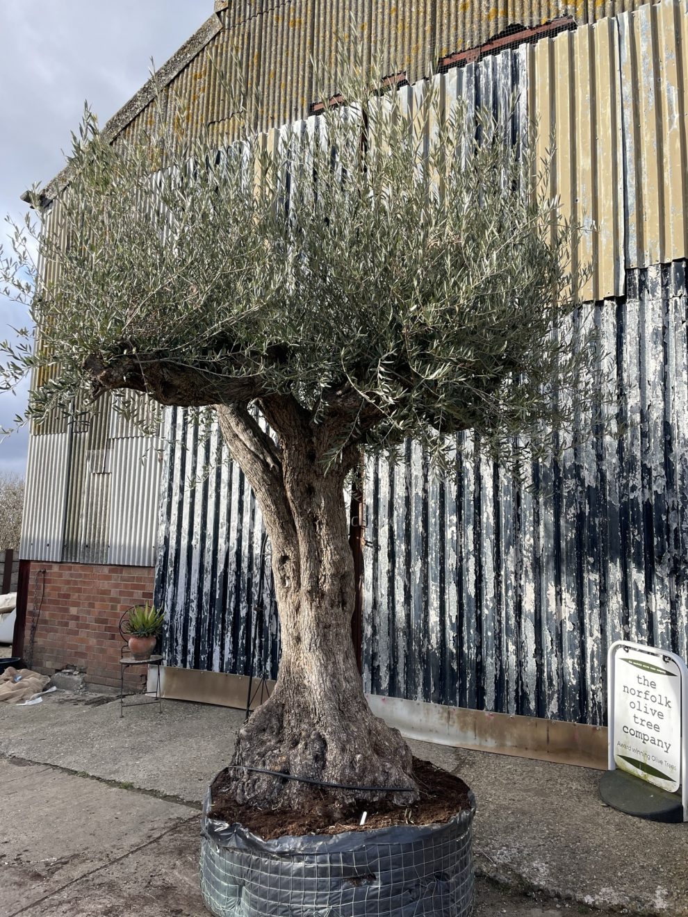 Tall ancient Olive tree - The Norfolk Olive Tree Company