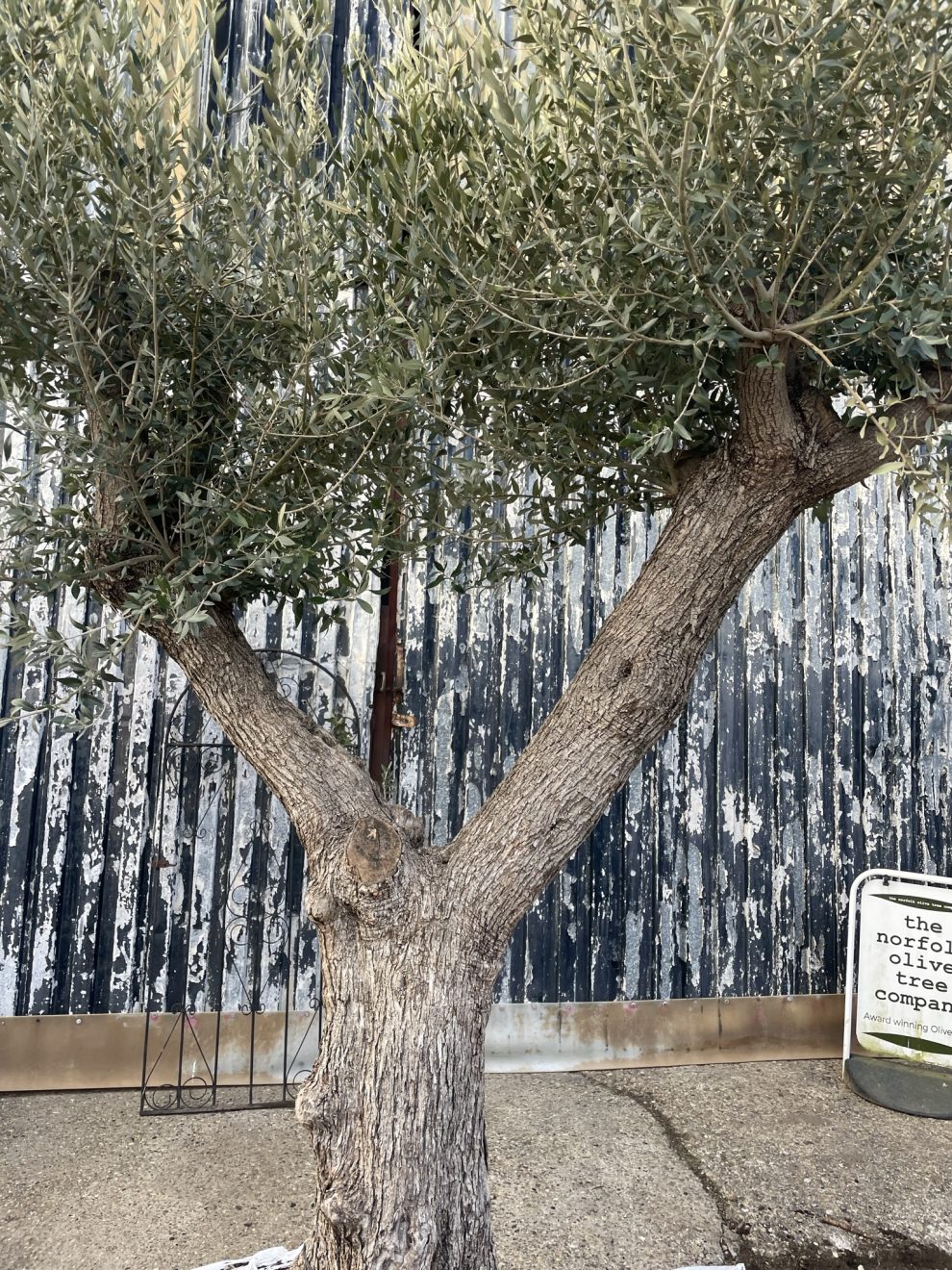 10ft tall Ancient Olive Tree - The Norfolk Olive Tree Company