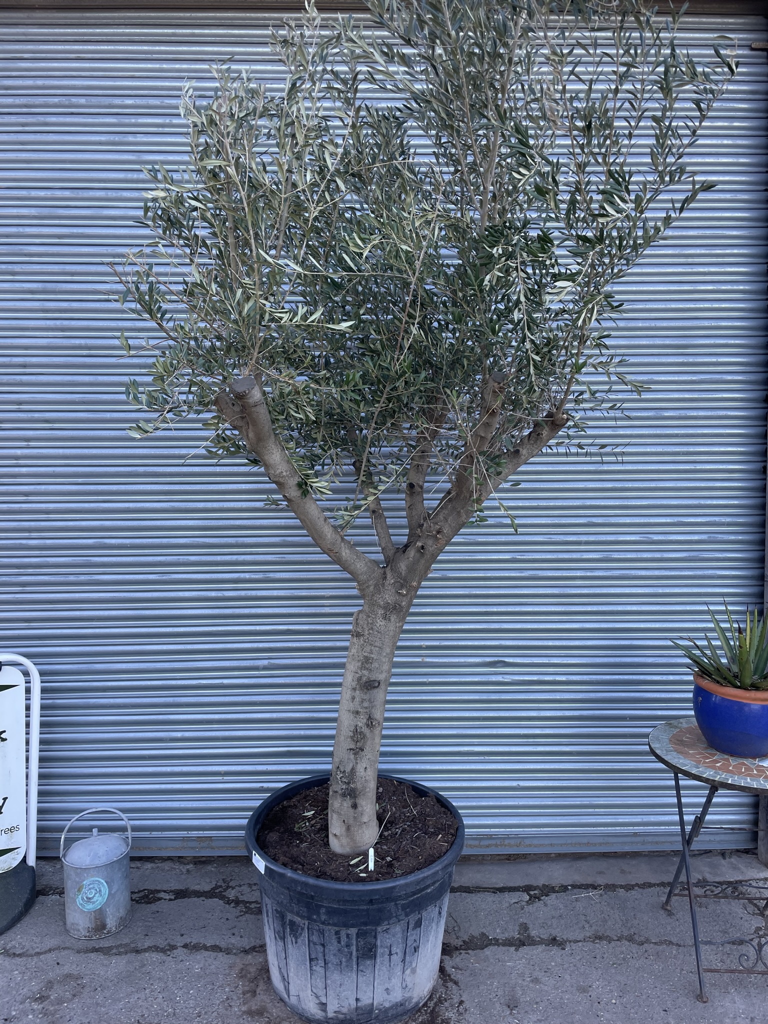 Arbequina Olive Tree 260 - The Norfolk Olive Tree Company