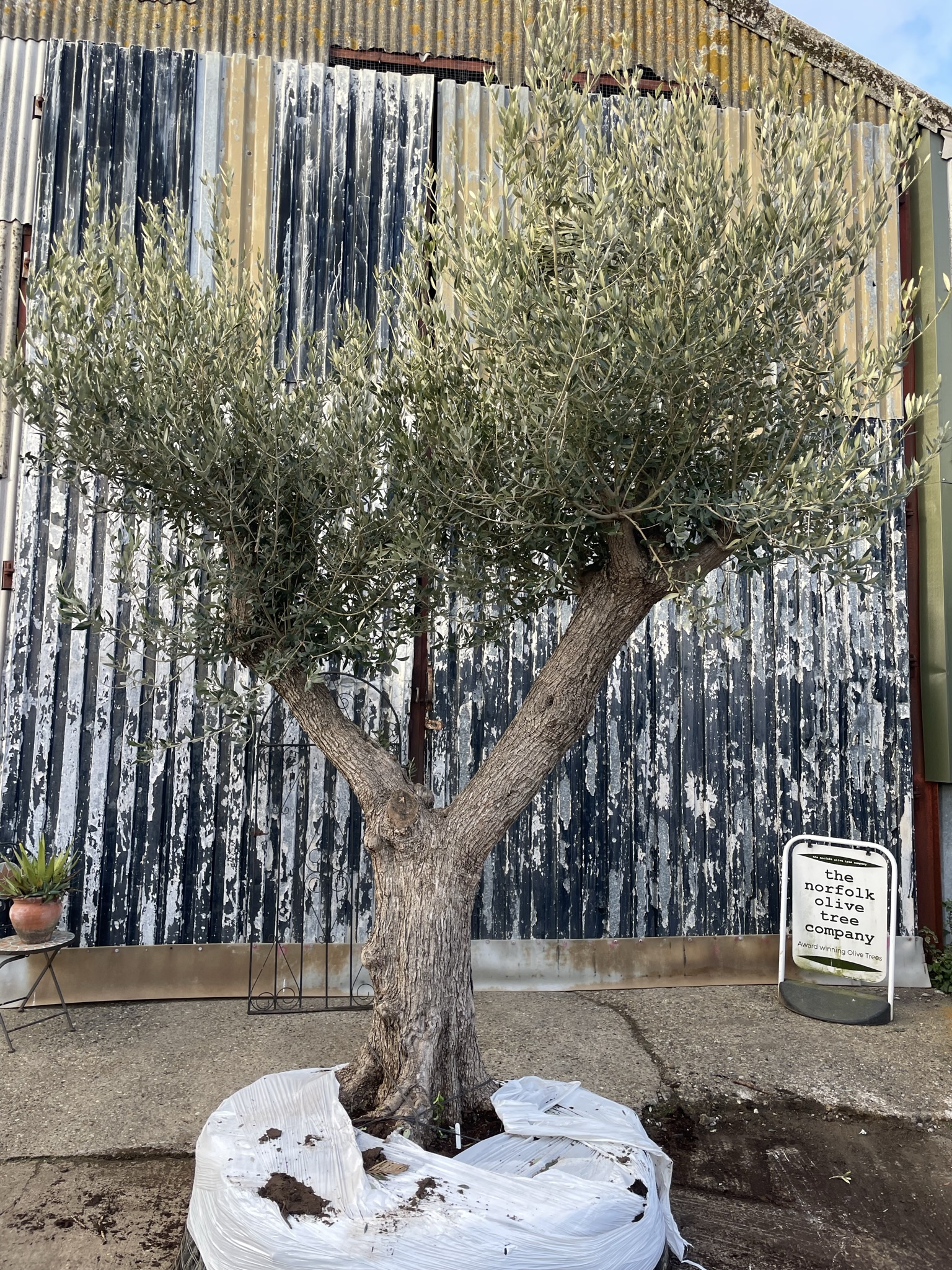 10ft tall Ancient Olive Tree