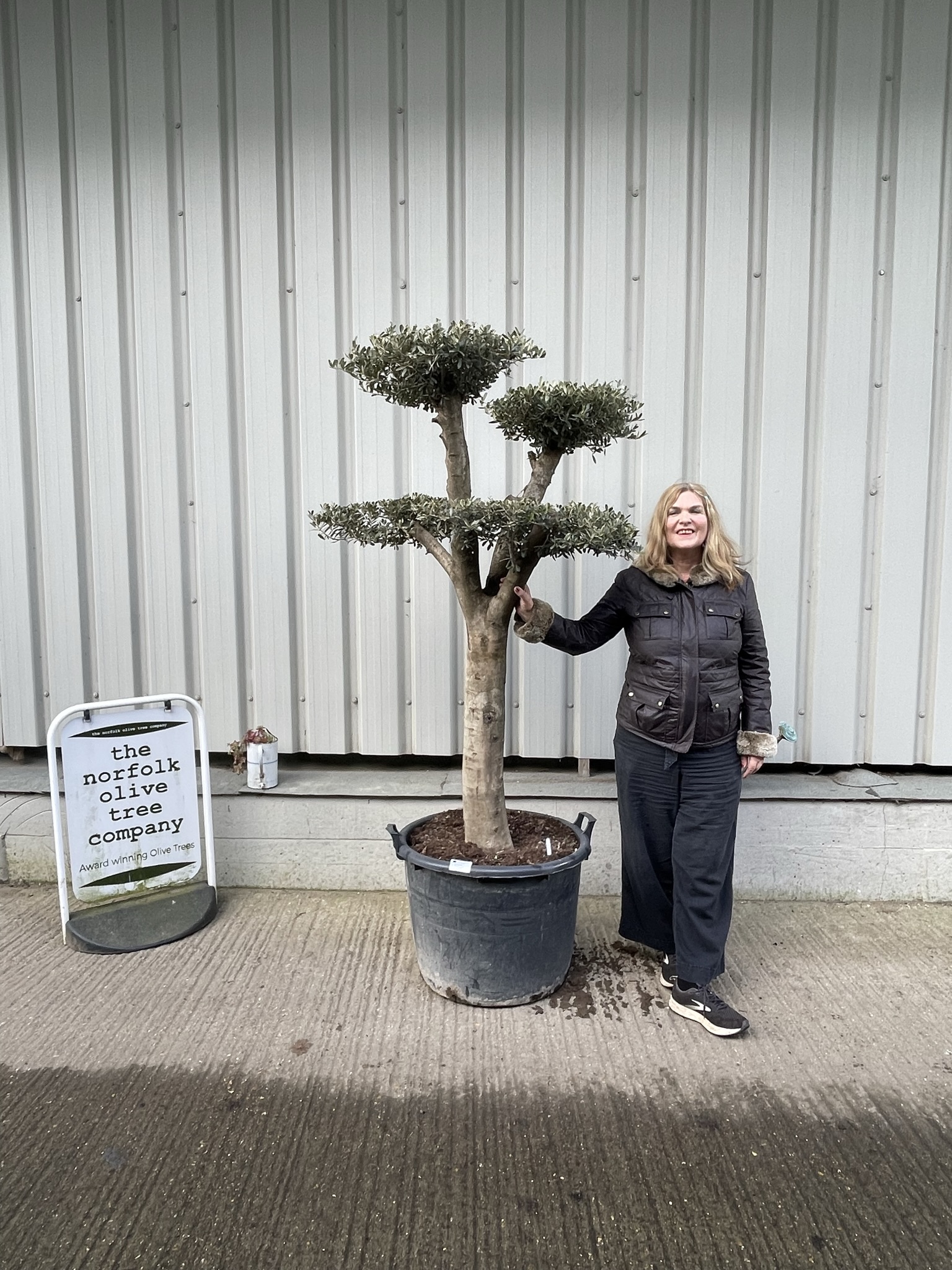 Patio cloud tree - The Norfolk Olive Tree Company