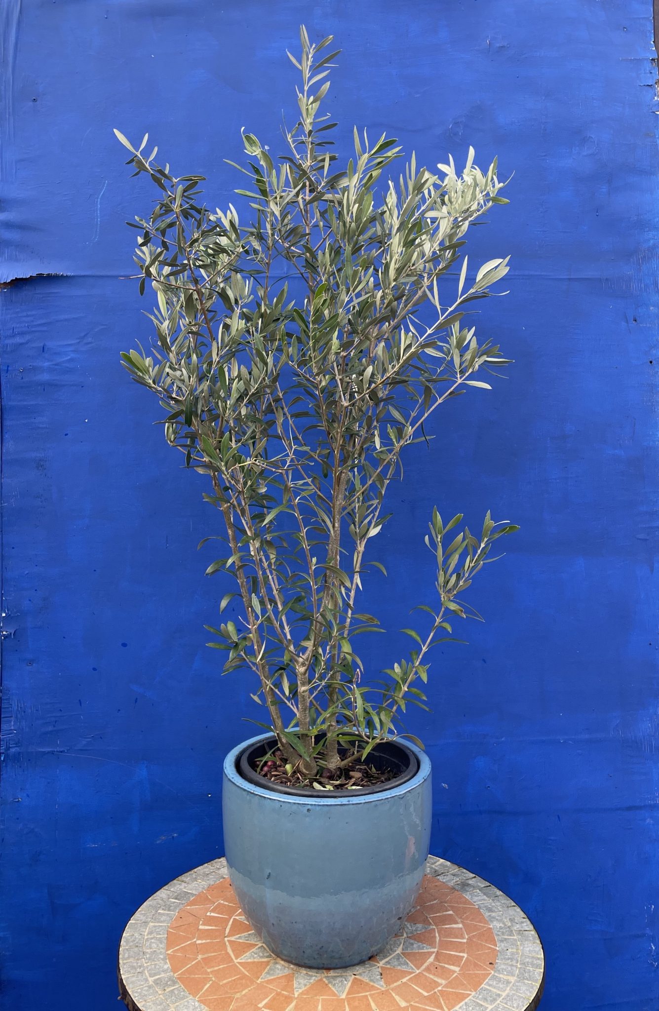 Dwarf Olive Tree. Free delivery - The Norfolk Olive Tree Company