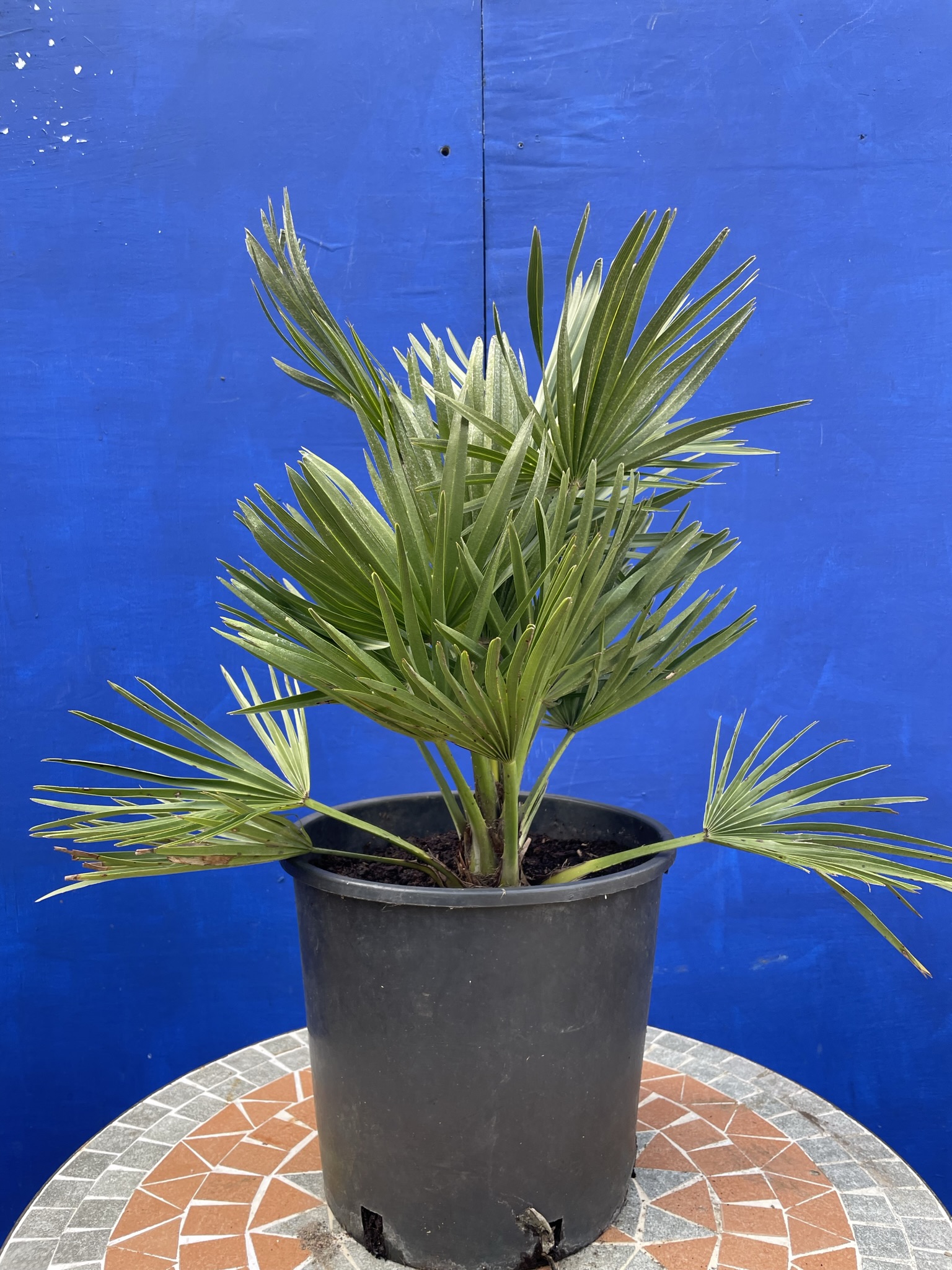 Chamaerops Humilis ‘Volcano’ - free delivery - The Norfolk Olive Tree ...